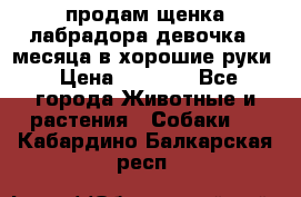 продам щенка лабрадора девочка 2 месяца в хорошие руки › Цена ­ 8 000 - Все города Животные и растения » Собаки   . Кабардино-Балкарская респ.